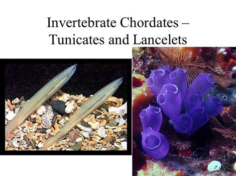 how are lampreys similar to lancelets and tunicates